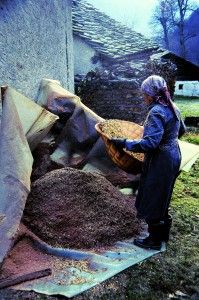 la battitura delle castagne @Bregaglia Engadin Turismo