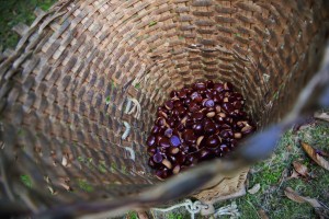 la gerla e le castagne @Bregaglia Engadin Turismo