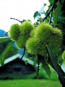 Castagne in Val Bregaglia